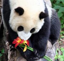 panda smelling the flower